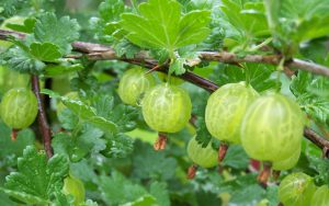 Gooseberry-how to grow gooseberries