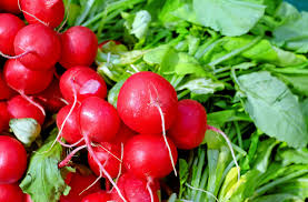 Growing radishes-How to grow radishes