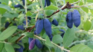 Growing- honeyberry-plant