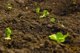 How To make Organic Soil-seeds-sprouting