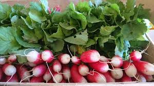 Radishes-vegetable-garden-soil-improvement