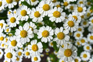 Chamomile herb plant-Chamomile herb plant-chamomile herb