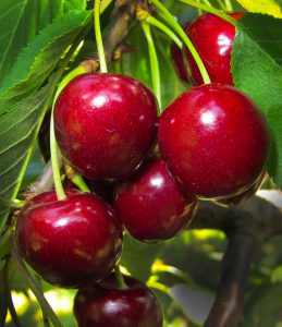 Cherries hanging from tree-Cherry Nutrition Facts