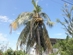 Coconut palm disease-How to plant a coconut tree