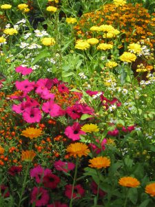 Cottage garden flowers-cottage garden ideas