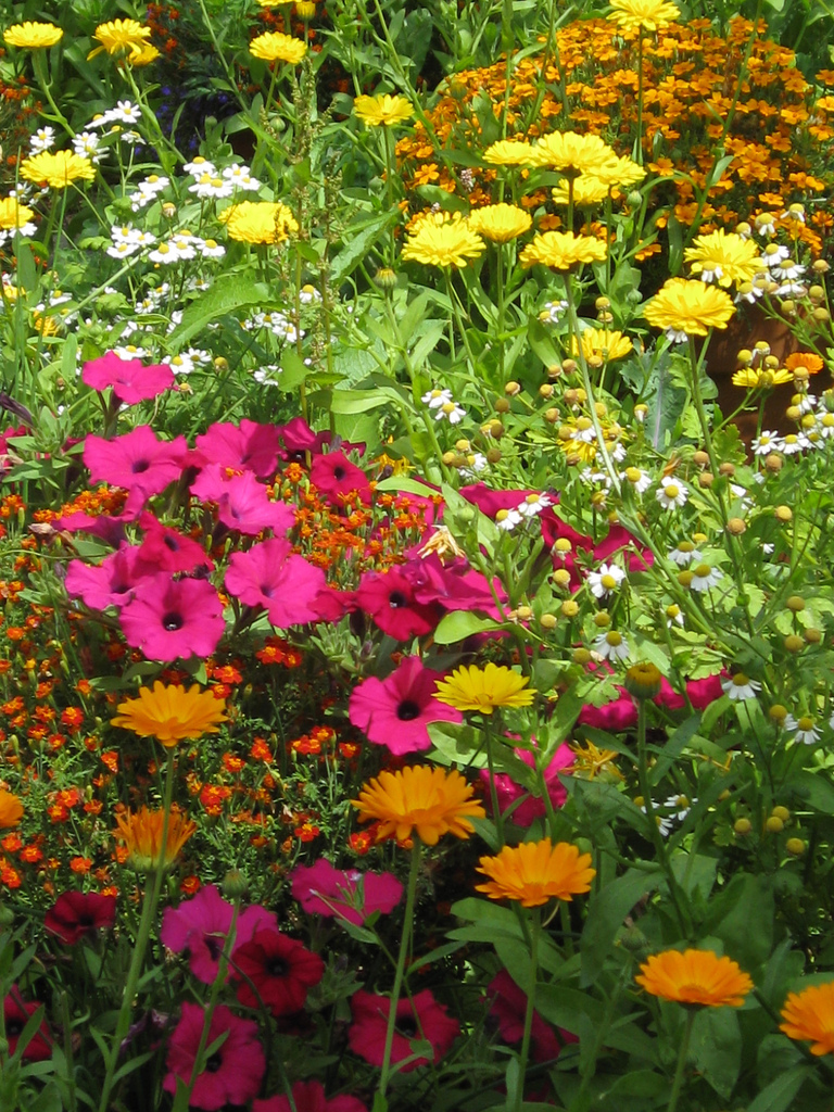 Garden flowers-plants-that-cause-allergies