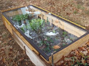 Cold frame garden-cold frame gardening