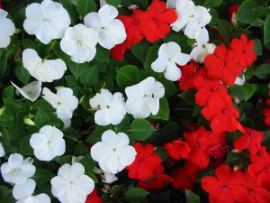 Impatiens_ shade loving plants