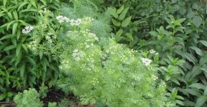 Cilantro-how to grow cilantro