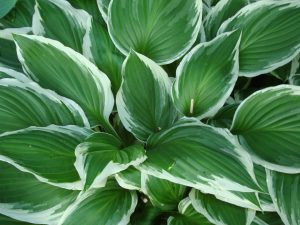 Shade Garden Plants-Shade plants