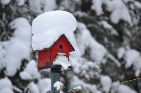 Bird house in the snow-how-to-care-for-bird-house-in-the-snow