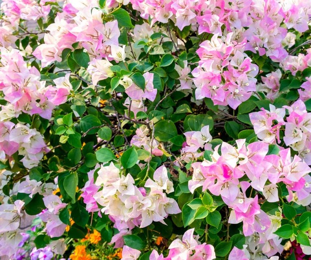 Bougainvillea -what-causes-blossom-drop-in-plants