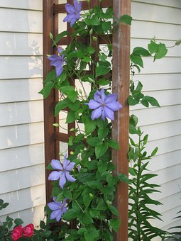 Creeping Vines-vines-in-the-landscapes