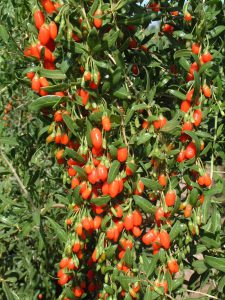 Goji berries-growing goji-berries