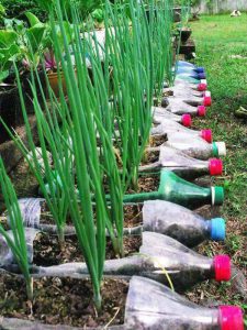 Herbs growing in plastic bottles-how-to-make-a-plastic-bottle-garden