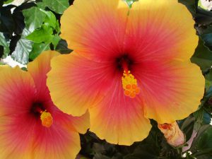 Hibiscus- red-yellow-hibiscus medical plant