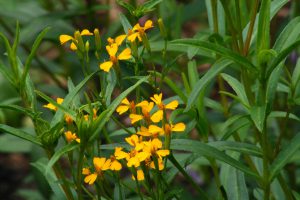 Mexican tarragon-how-to-grow-tarragon