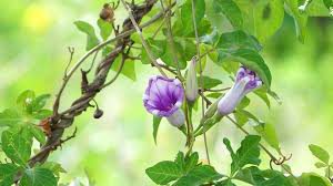 Morning glory vine-vines-in-the-landscape