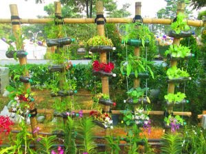 Plants-planted-plastic-bottle-plastic bottle garden