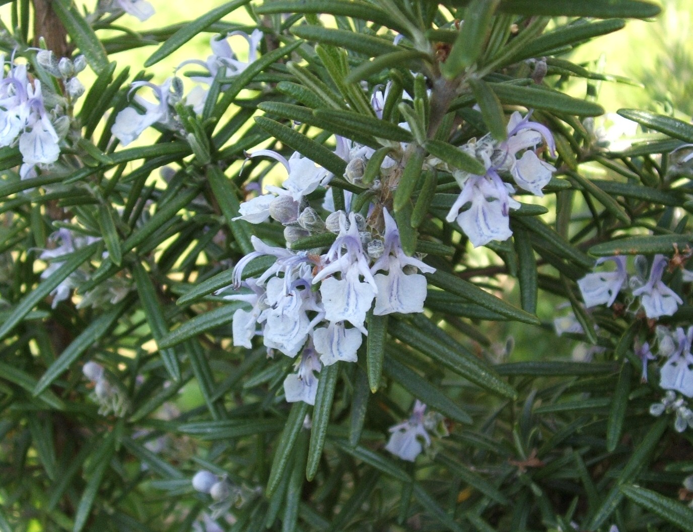 Rosemary Herb-indoor-water-gardens