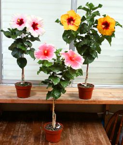 Growing Hibiscus Indoors-hibiscus-in-containers