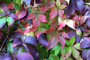 Virginia creeper-vine-plants-that-hide-outdoor-structures