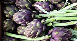 Artichokes-how-to-grow-artichokes