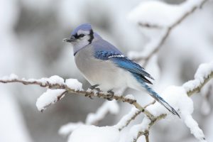 How Do You Make a Winter Garden?-blue-jay-resting-in-snow