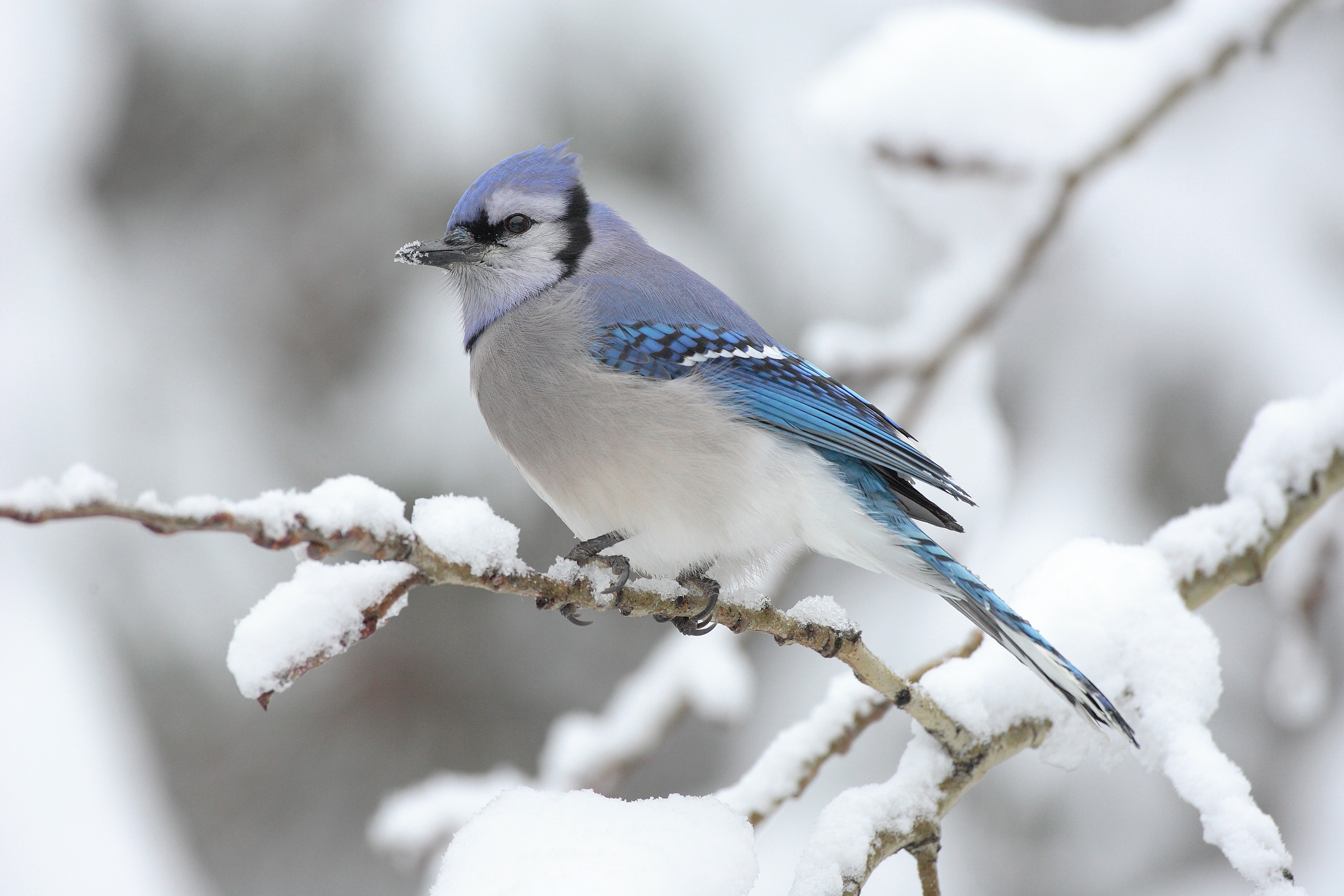 Blue Jay-winter-garden-chores