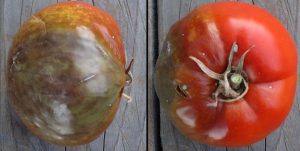 Disease of tomatoes-disease-of-tomato