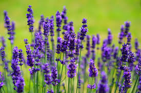 Herbs For A Garden-lavender-herbs