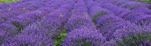 Lavender plants-Growing-lavender-plants