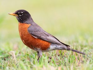 Robin Standing In A Grass Area-how-to-keep-birds-from-eating-grass-seeds