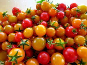 Tomato Plant Sucker-tomatoes