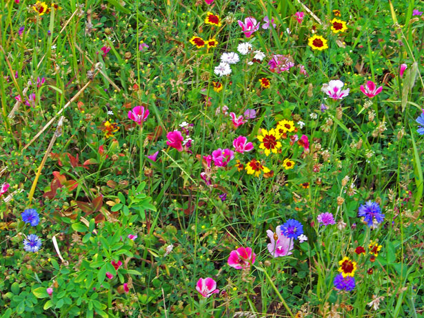 Wildflower Seeds-how-to-plant-a-meadow