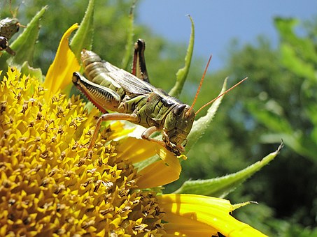 Grasshopper-homemade-remedies-for-garden-insect-pest