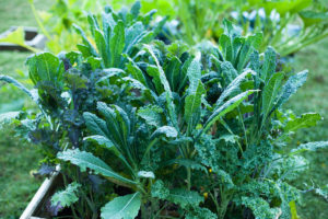 Growing kale-How-to-grow- kale- in- the- home- garden