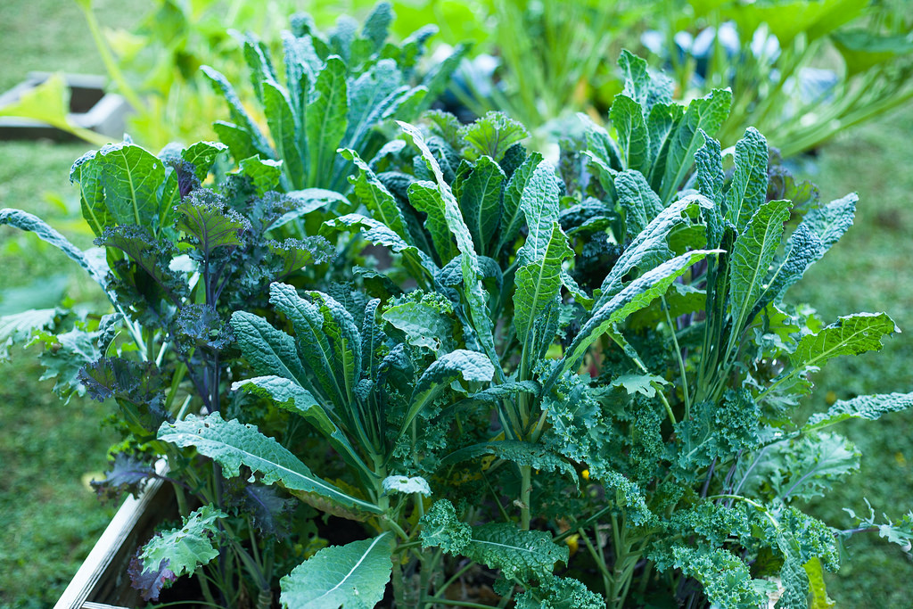 Gowing Kale-the-benefits-of-eating-green