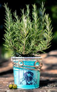 Growing rosemary in containers-indoor-pest-repellent-plants