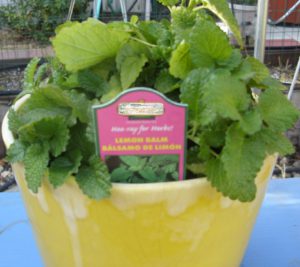 Lemon balm-indoor-pest-repellent-plants