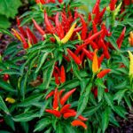 Chilli Peppers-natural-repllent-for-garden-pests