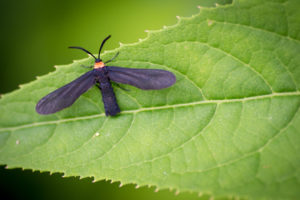 Grapeleaf Skeletonizer Leaf Skeletonizer- common-garden-insect-pests