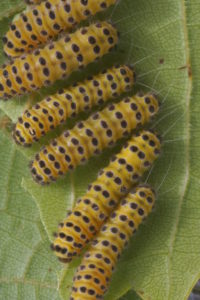 Larvae of moth-leaf- skeletonizer-in-your-garden