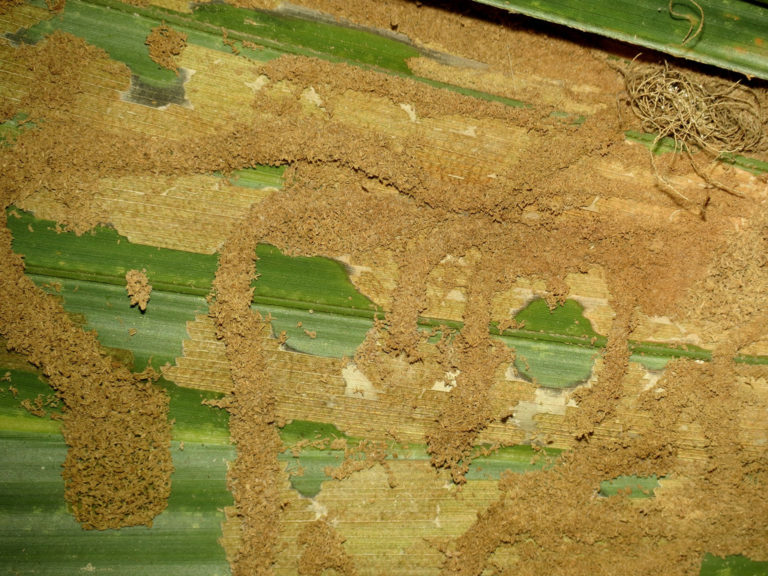 Leaf Skeletonizer In Your Garden EDEN'S GARDEN