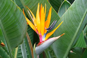 Bird Of Paradise-apartment-gardening