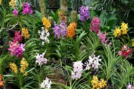 Garden Plants-how-install-a-tropical-garden