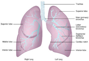 Human Lungs-detox your lungs with plants