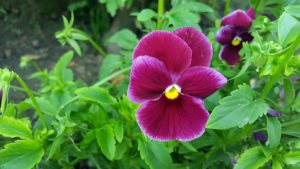 Winter Flower Garden Ideas-a-pansy