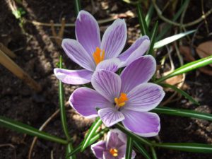 Spring flowering bulb-spring-bulb-frost-protection