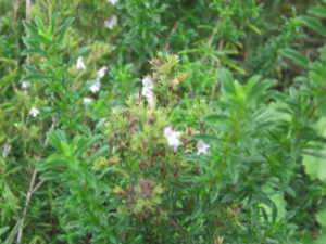 Winter Savory-growing-winter-savory